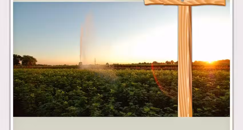 Adolf Schneider Gartengestaltung u. Baumschule