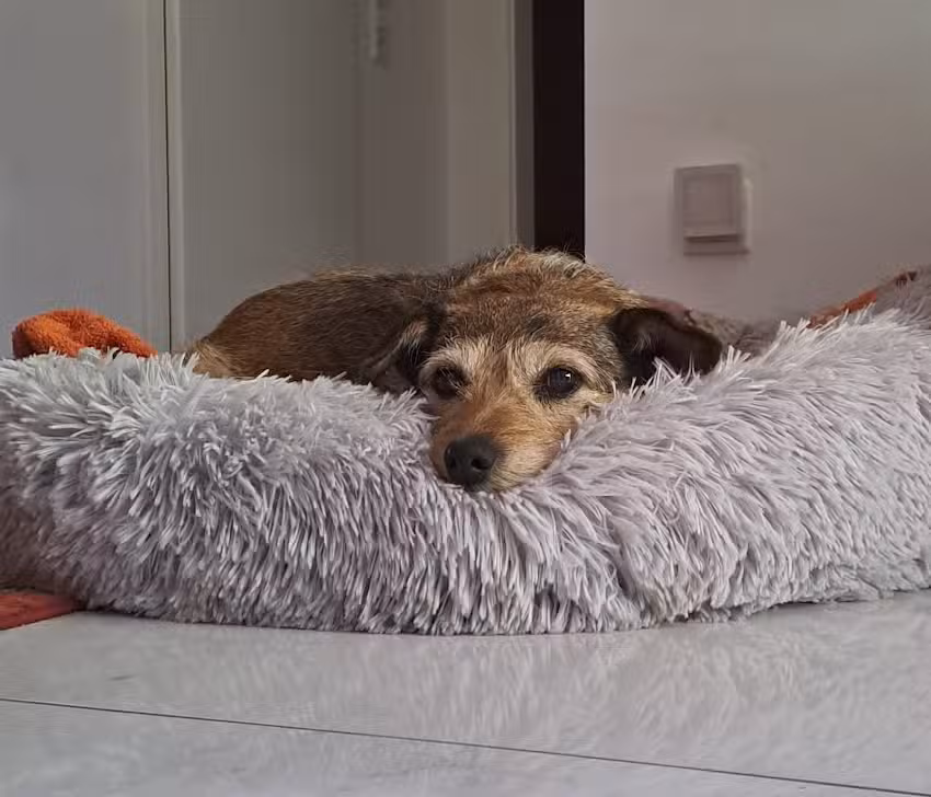 &Auml;nderungsschneiderei Basmaci