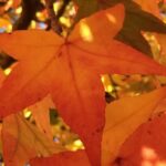 Andreas Schneider Garten und Baum GmbH