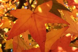 Andreas Schneider Garten und Baum GmbH