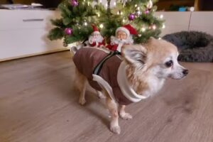 Anna&rsquo;s &Auml;nderungsschneiderei