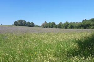 arabzadeh+schneider architekten