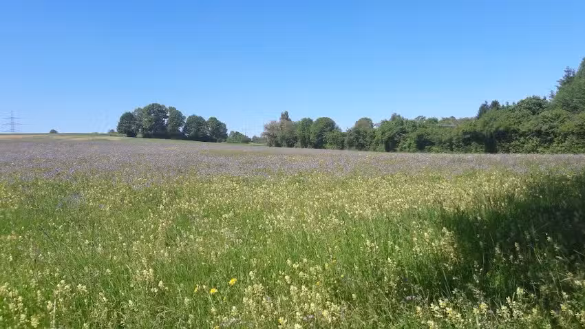 arabzadeh+schneider architekten