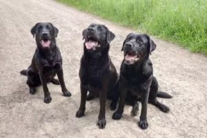 Aus Der Klingenquelle &ndash; Labradorzucht Schneider