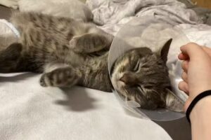 Barbara Schneider Tierärztin