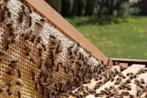 Beenaturally – Imkerei Schneider