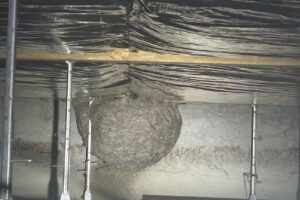 Christian Schneider Schädlingsbekämpfung