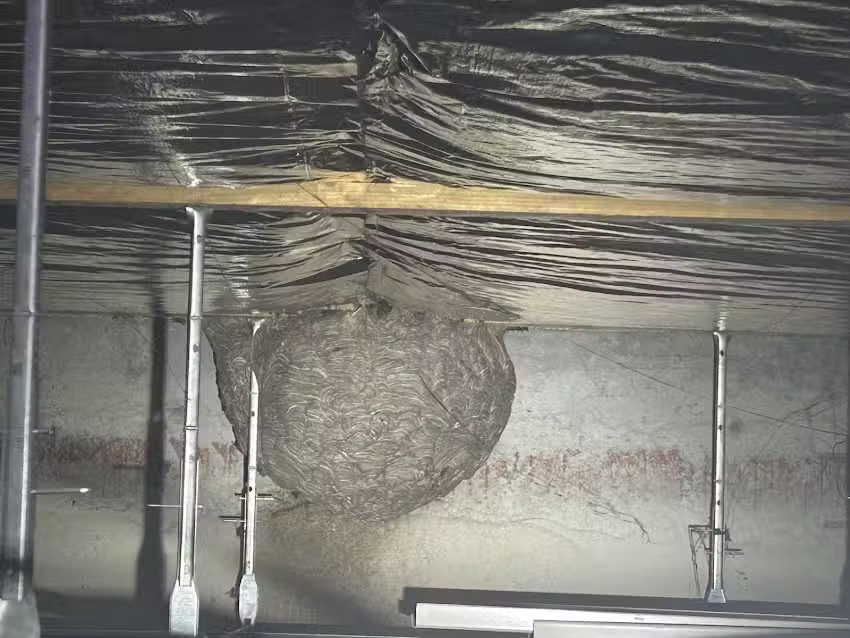 Christian Schneider Sch&auml;dlingsbek&auml;mpfung