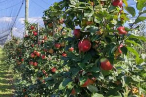 Der Apfel Schneider – Obstanlage