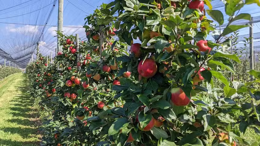Der Apfel Schneider &ndash; Obstanlage
