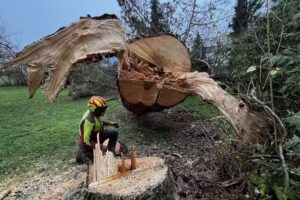 Der Baumkletterer Marc Schneider