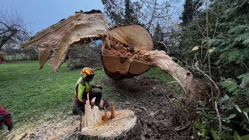 Der Baumkletterer Marc Schneider