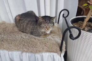 Die Modewerkstatt Inh. Peggy Meyer