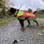 dog protector (dp-Hundeschutzwesten)