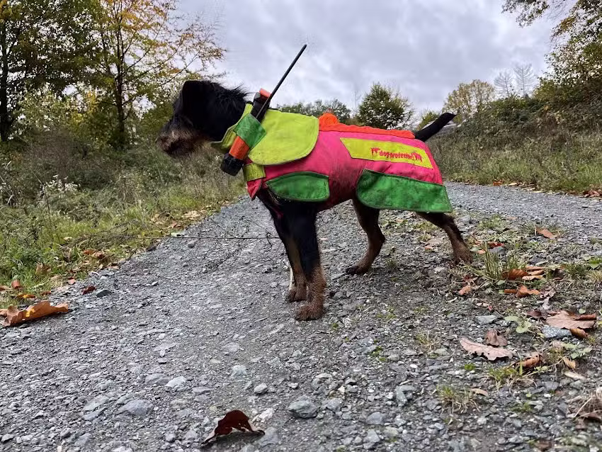 dog protector (dp-Hundeschutzwesten)