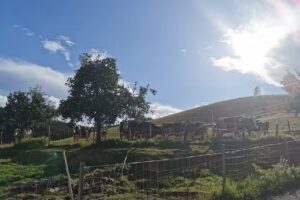 Ferienwohnungen Schneiderhof