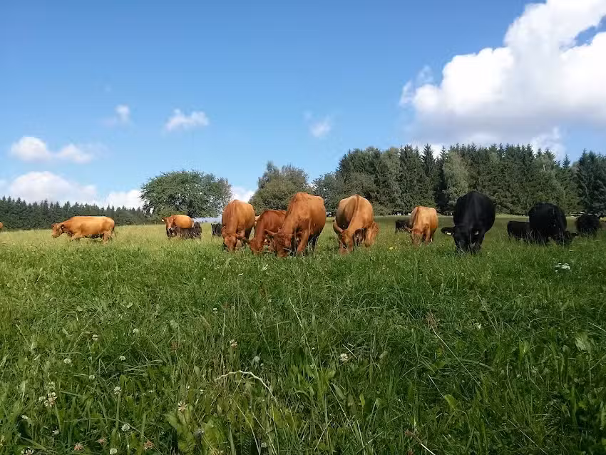 Finkenhof Angus Naturbeef Familie Schneider