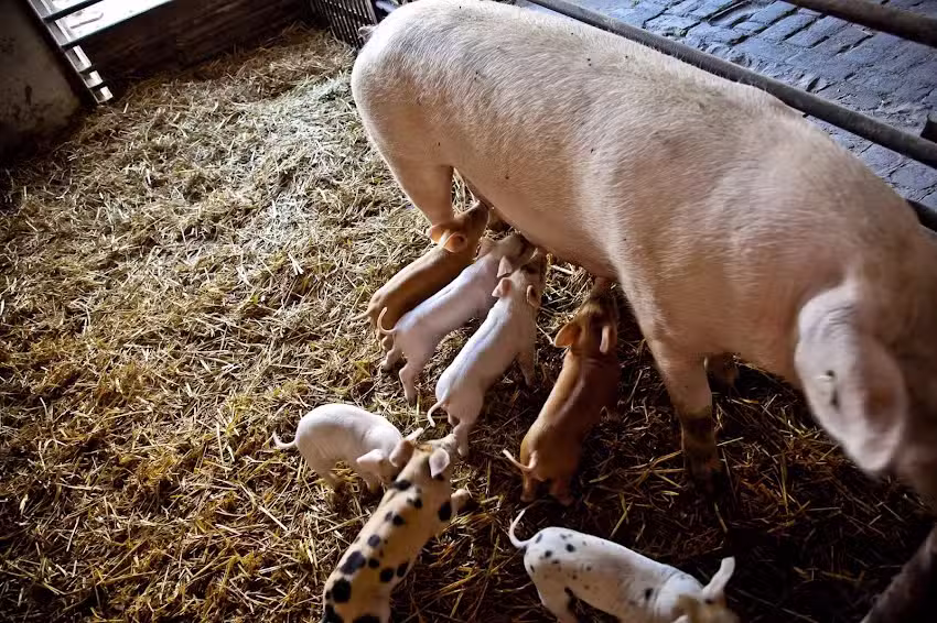 Frank Schneider &ndash; Tradition, die verbindet