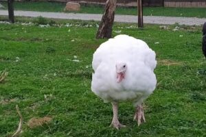 Geflügelhof Schneider