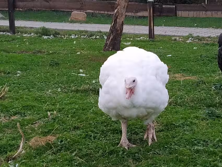 Gefl&uuml;gelhof Schneider