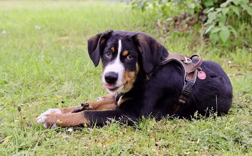 Jan Bretschneider Tierarzt