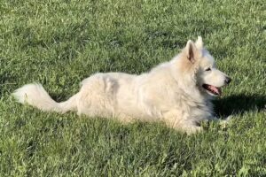 Kleintierpraxis Dr. med. vet. Verena Schneider