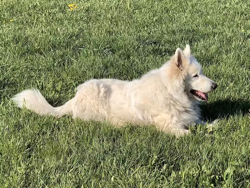 Kleintierpraxis Dr. med. vet. Verena Schneider