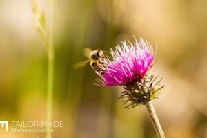 Marc Schneider | Tailor-Made Medienproduktion