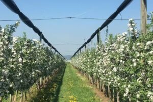 Obstanlage Georg Schneider jun.