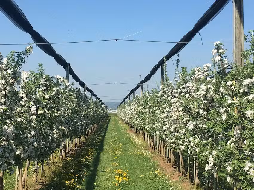 Obstanlage Georg Schneider jun.