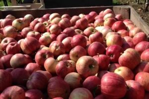 Obstbau Georg Schneider & Der kleine Bauernladen