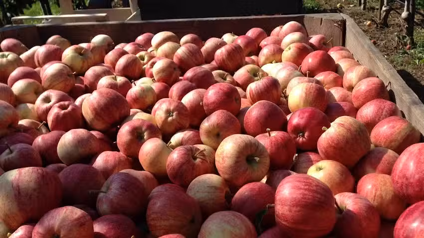 Obstbau Georg Schneider & Der kleine Bauernladen