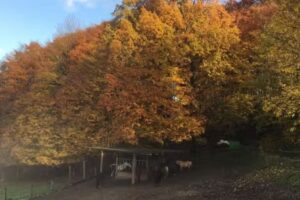 Pferdegerechter Offenstall Familie Schneider