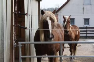Pferdetransporte Schneider