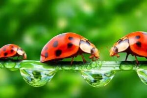 Philipp Schneider Schädlingsbekämpfung & Gebäudereinigung