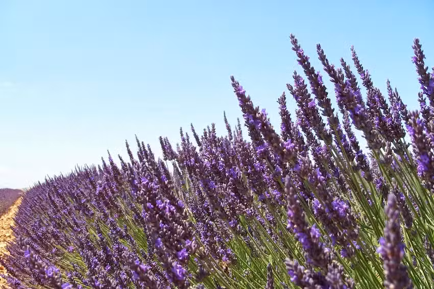 Praxis f&uuml;r Chinesische Medizin, Corinna Schneider, Heilpraktikerin