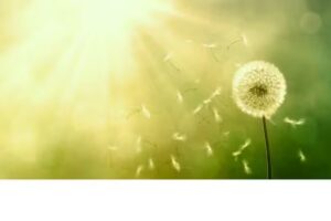 Praxis f&uuml;r K&ouml;rpertherapie Susan Schneider