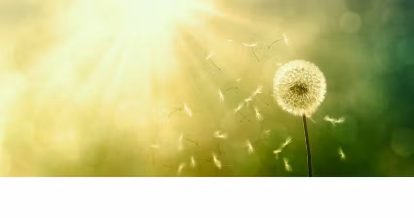 Praxis f&uuml;r K&ouml;rpertherapie Susan Schneider