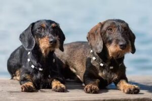 Reico Vital Beratung Sabine Schneider