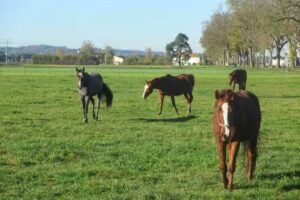 Reitanlage Schneiderbauer