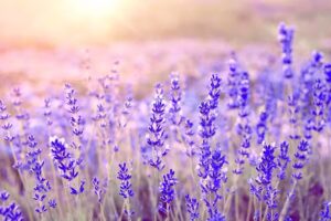 Rolf Schneider Handelsgesellschaft mbH