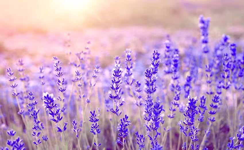 Rolf Schneider Handelsgesellschaft mbH