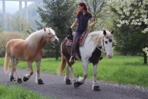 Sandra Schneiders Akademie für ganzheitliches Pferdetraining