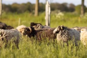 Sch&auml;ferei Schneider