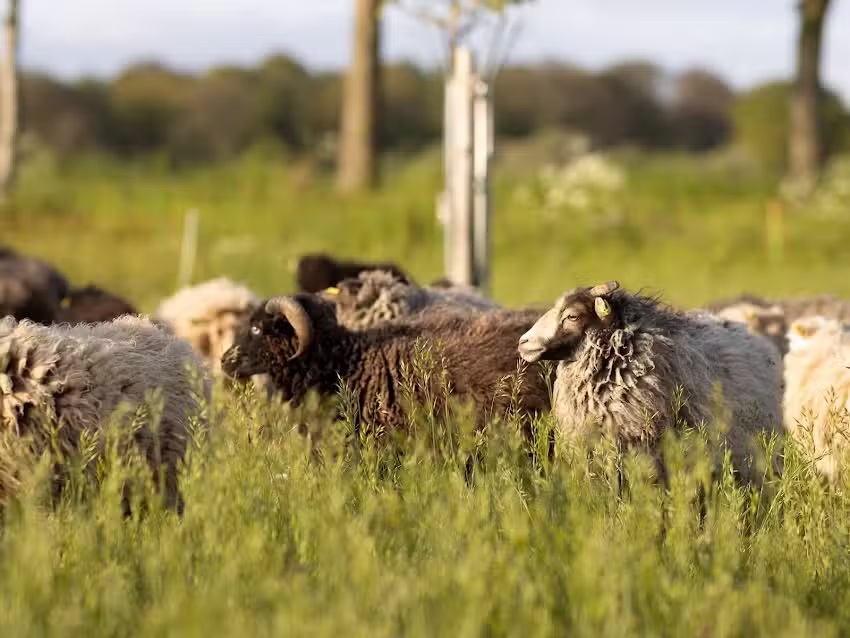 Sch&auml;ferei Schneider