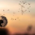 Schneider Bestattungen