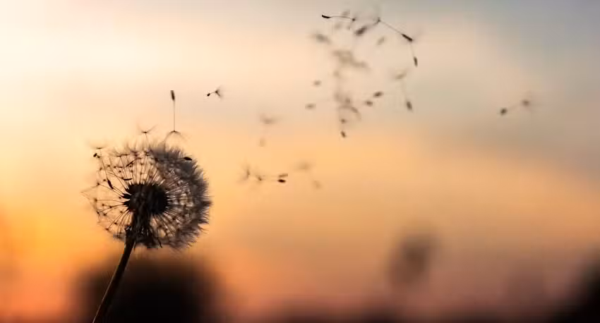 Schneider Bestattungen