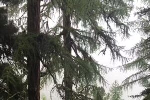 Schneider Forstservice Garten- u. Landschaftspflege