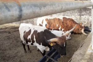 Schneider Landwirtschaft GbR (Friedrichshof)