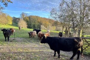 Schneider-Rath Viehweide